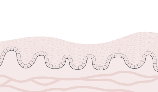 Cross-section of flat, thin cells