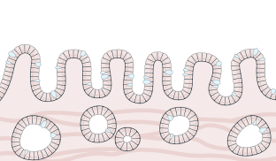Cross-section of tall, slender cells interspersed with blue goblet cells