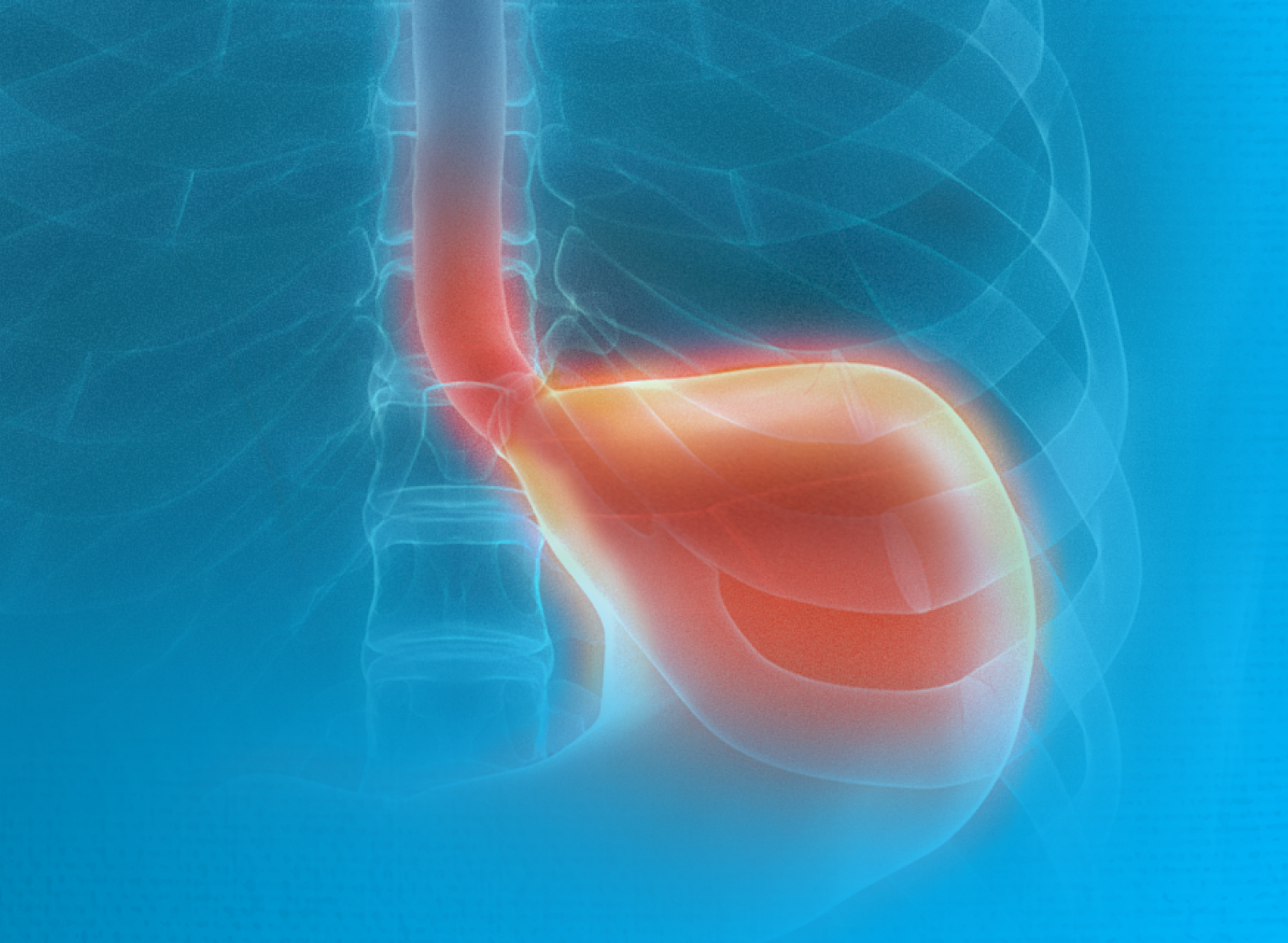 Graphic of where the Esophagus connects to the stomach